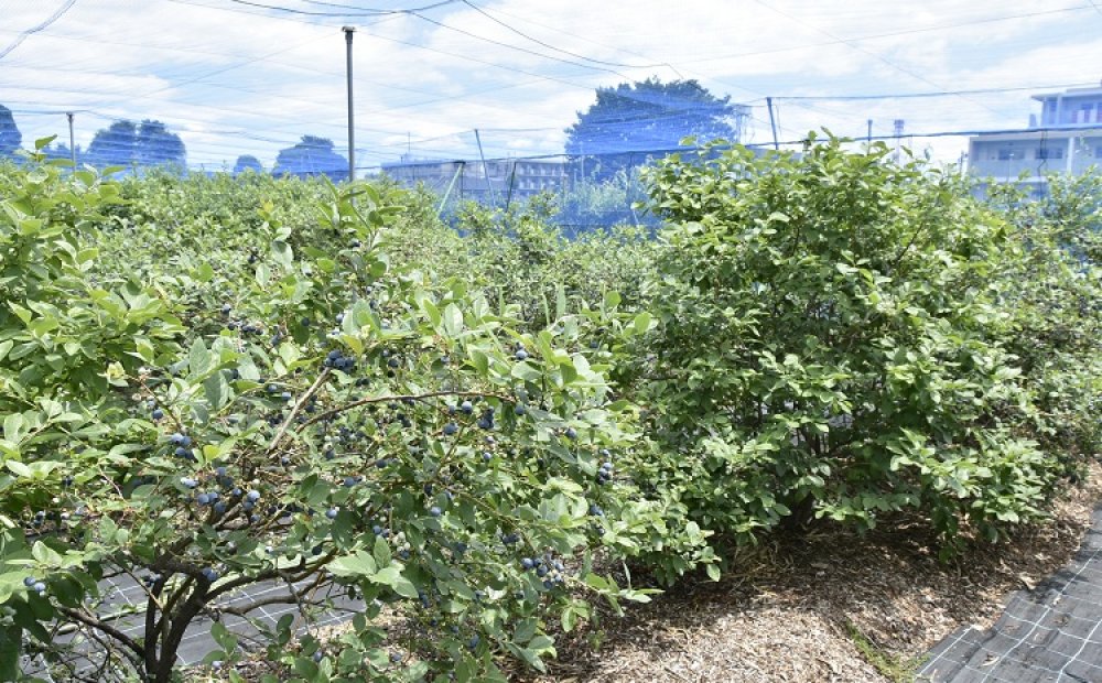 品種によって区画が分かれている