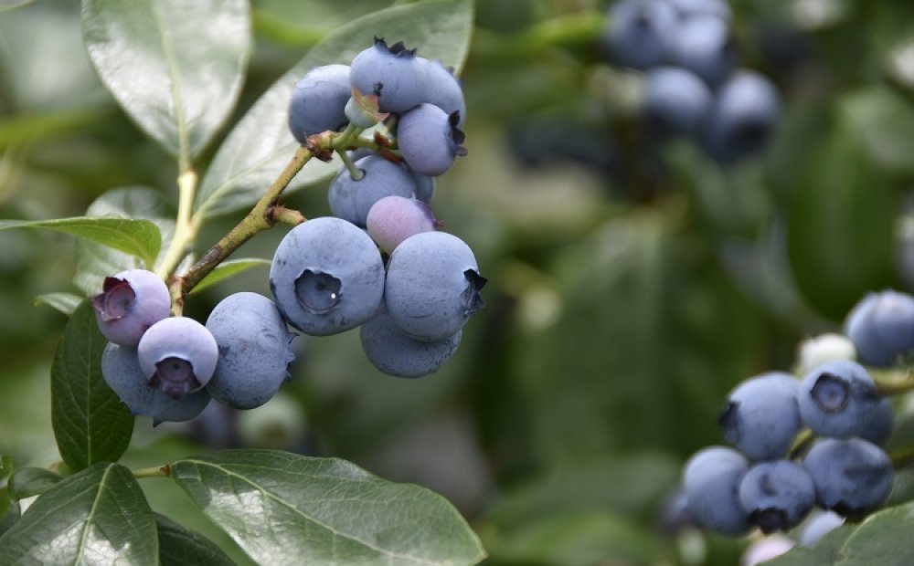 6月中旬から摘み取りが可能