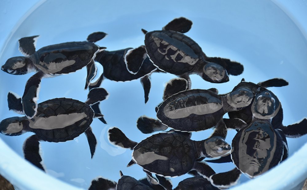 前夜に孵化したばかりの子ガメ