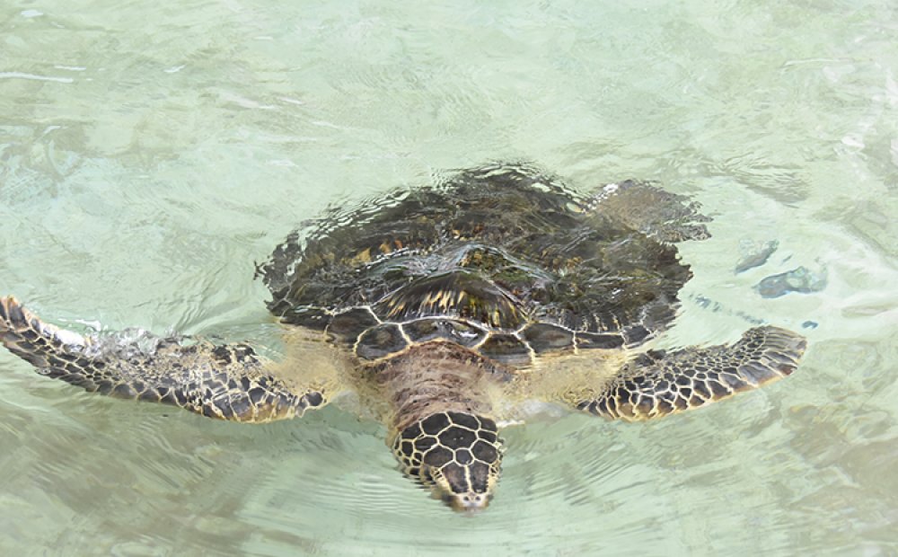 人工孵化2代目の、コータ君