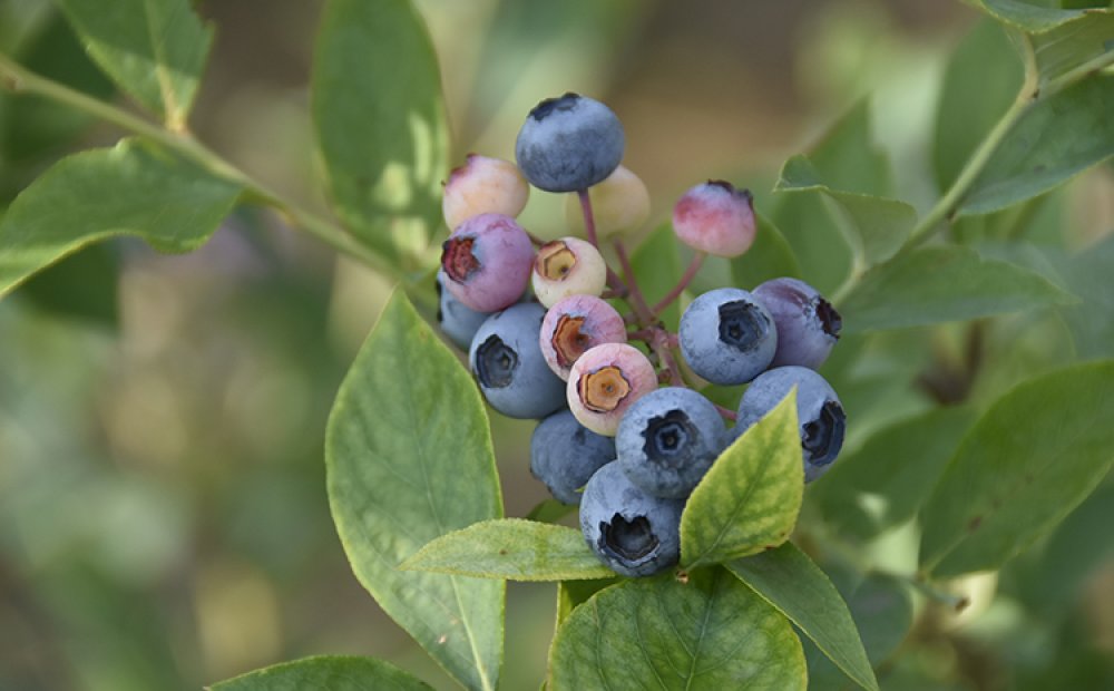 栽培されているのはラビットアイとよばれる品種