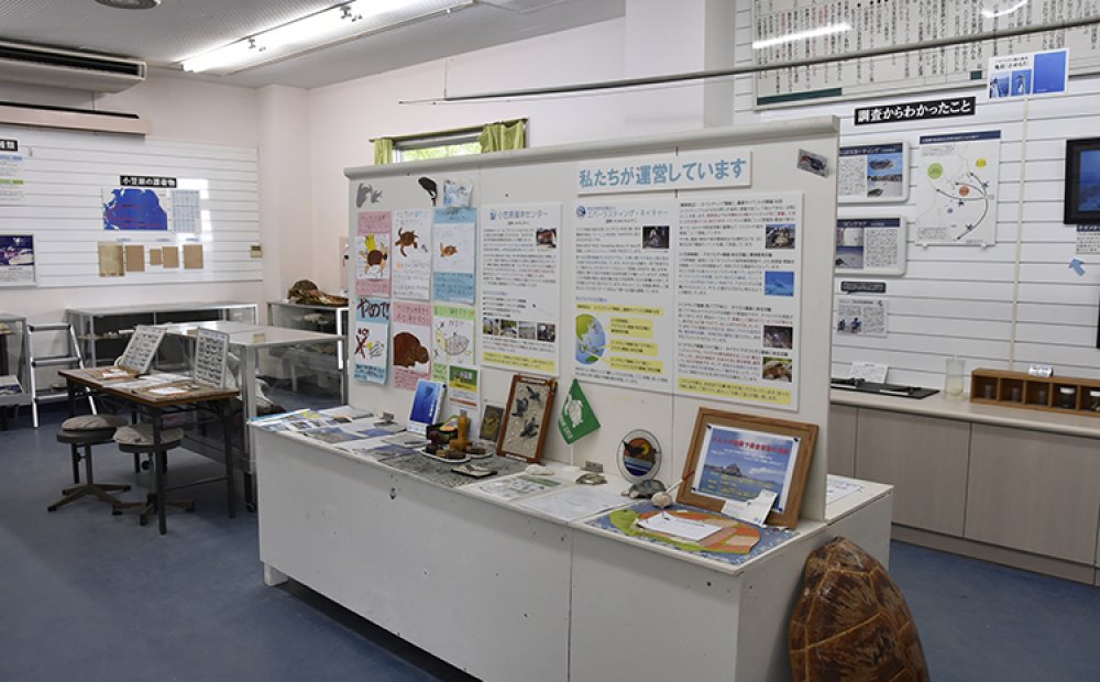 ウミガメのほか海洋生物に関する展示が充実