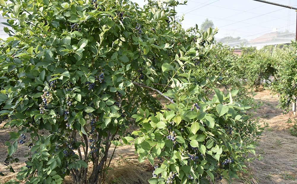 ブルーベリー畑は数カ所ある