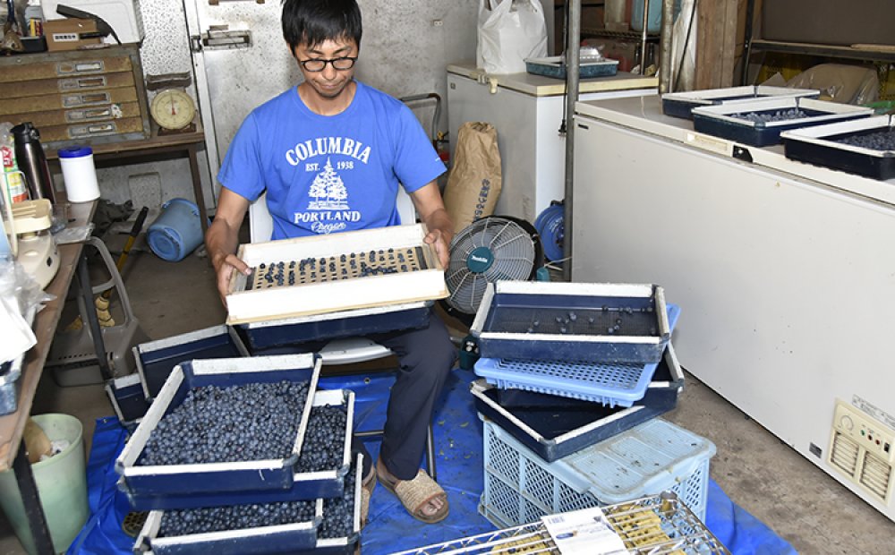 丁寧な選別作業が欠かせない