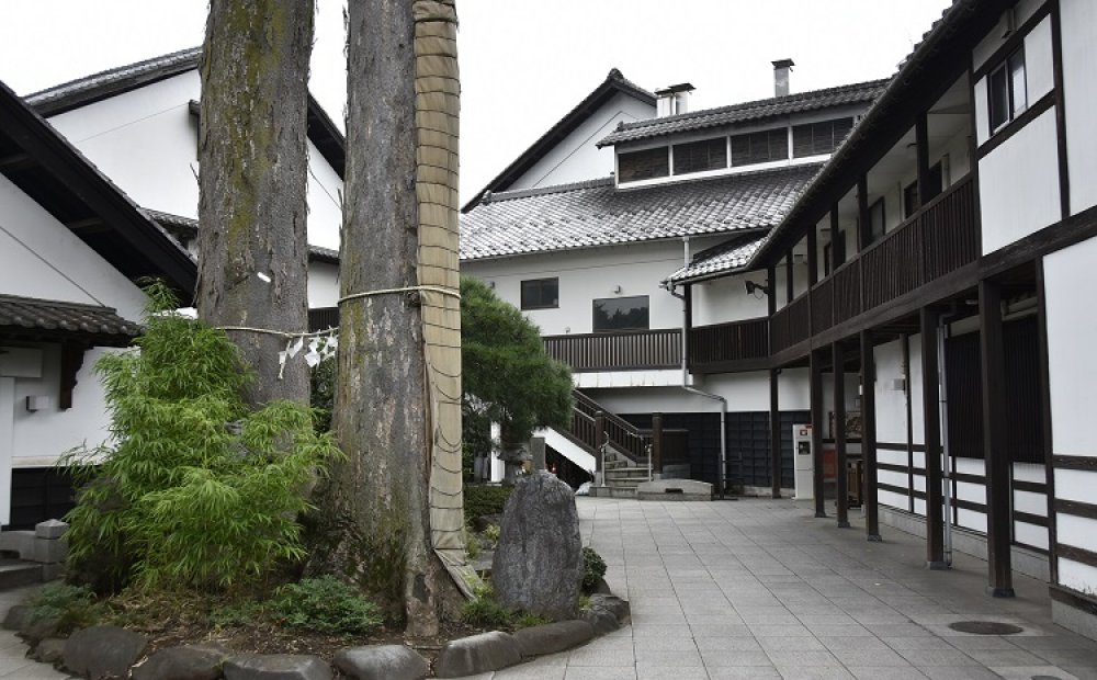 蔵内にある樹齢400年を越える夫婦欅