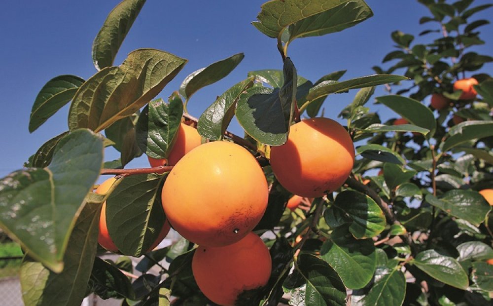 たわわに実る柿