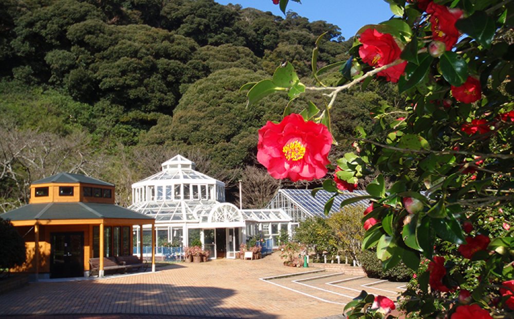 椿満開の園内。奥は展示温室