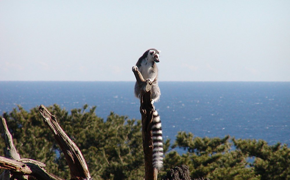動物園のワオキツネザルは人気者