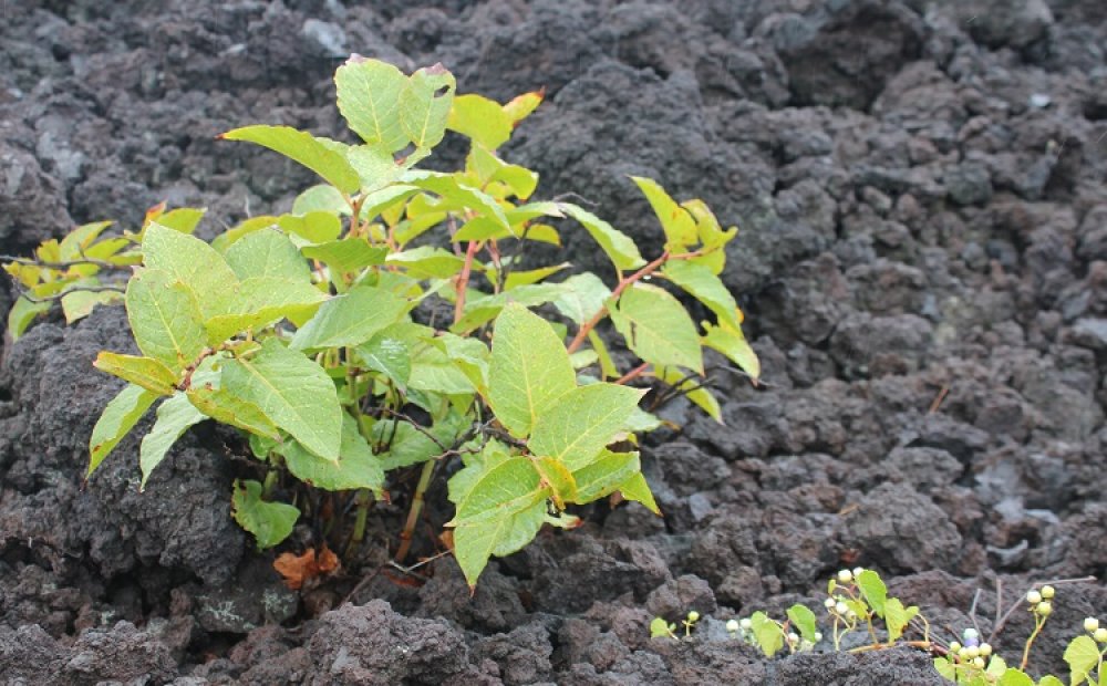 溶岩の上の新たな生命の芽吹