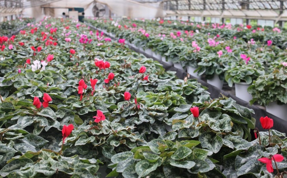 ミニシクラメン400円～、シクラメン3000円～