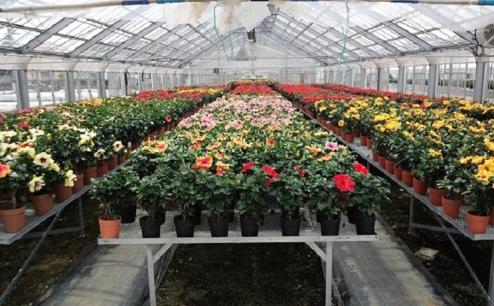 通常1日でしぼむ花が2日もつと評判のハイビスカス