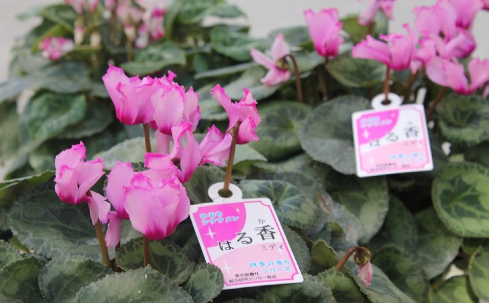 爽やかな香りの「はる香ミディ」2500円