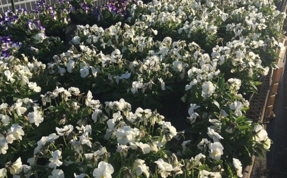 可憐なパンジーやビオラの販売もしている