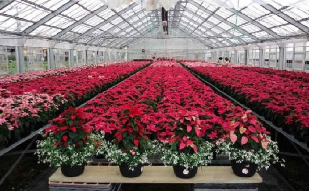 色もさまざまなポインセチアは16品種を栽培している