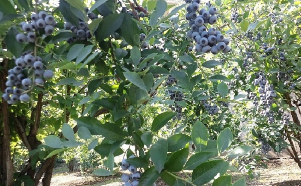 ブルーベリーは100g200円で摘み取りも楽しめる