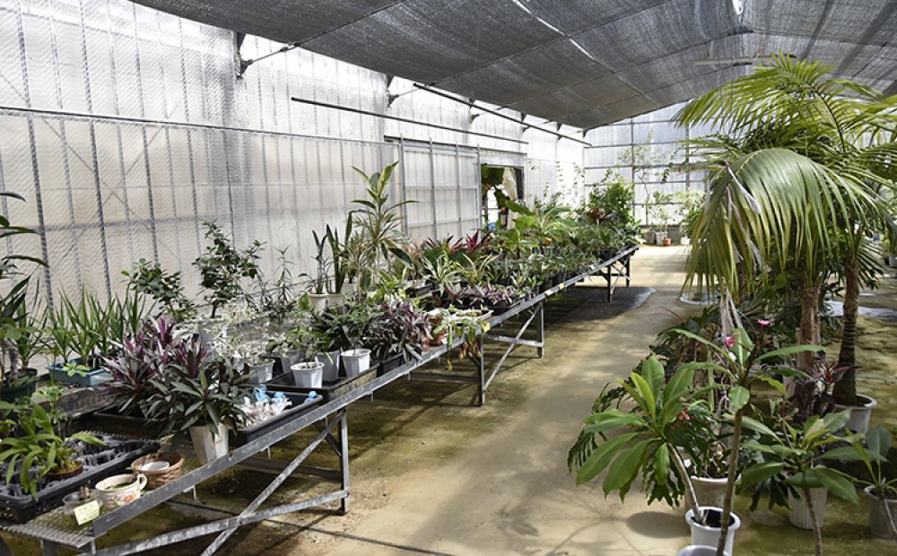 植物の苗などの販売も