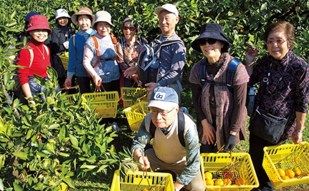 富士山を望みながらミカン狩りを