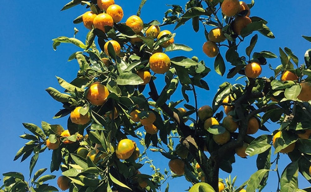 広大な敷地に約300本のミカンの木が