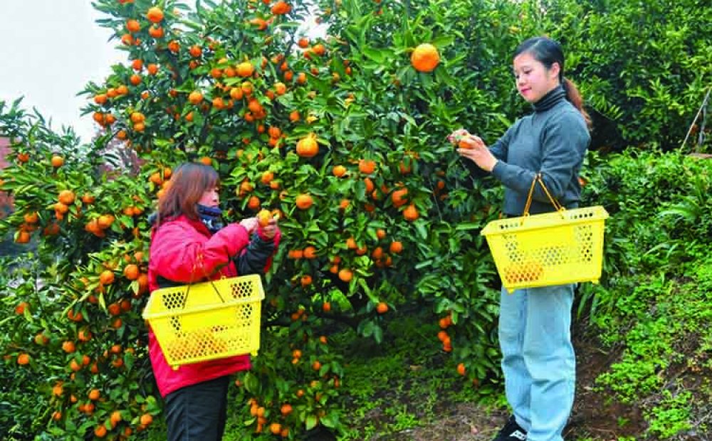 狭山丘陵の高台に広がる農園