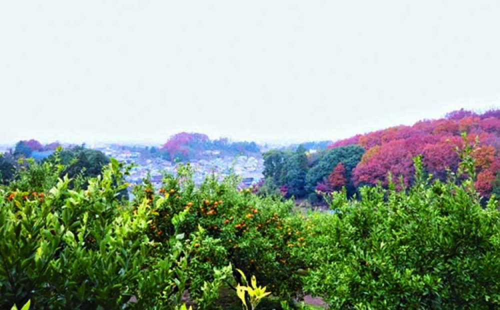 ミカンを味わいながら眺望も満喫できる