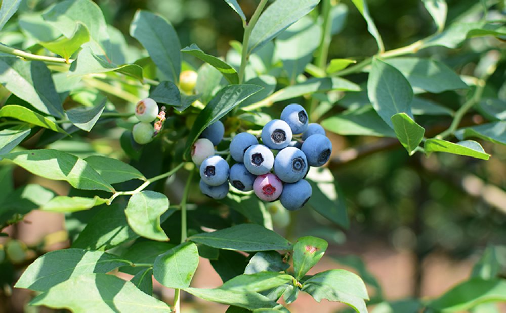 ブルーベリー摘みは子どもにも人気