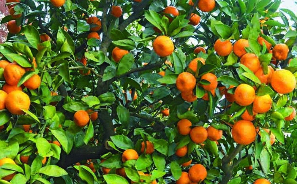 甘さと酸味のバランスが絶妙