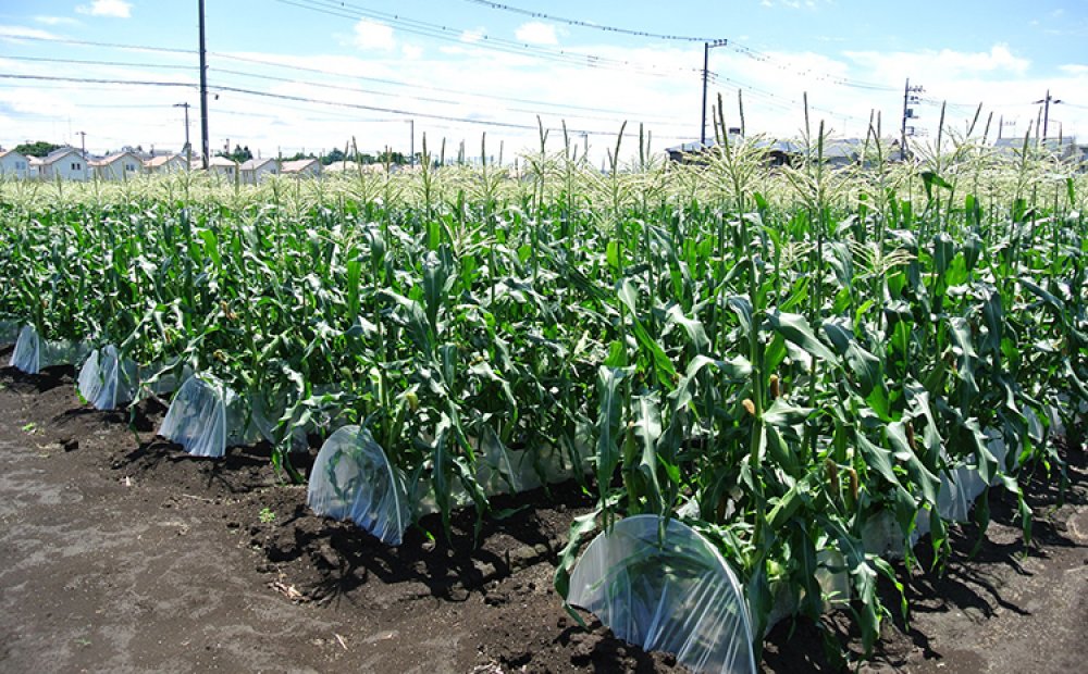 すくすくと伸びるコーンもおいしそう