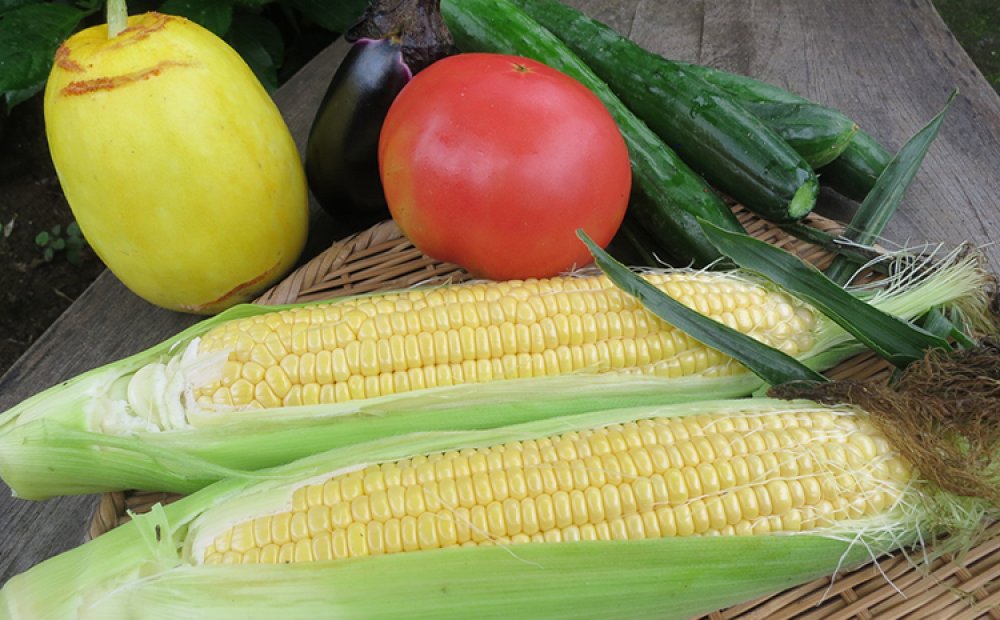 もぎたての夏野菜の数々