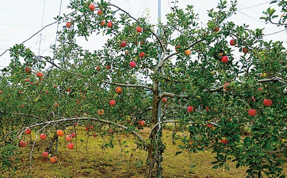 もぎ取りは短期間なので事前に詳細をチェックして
