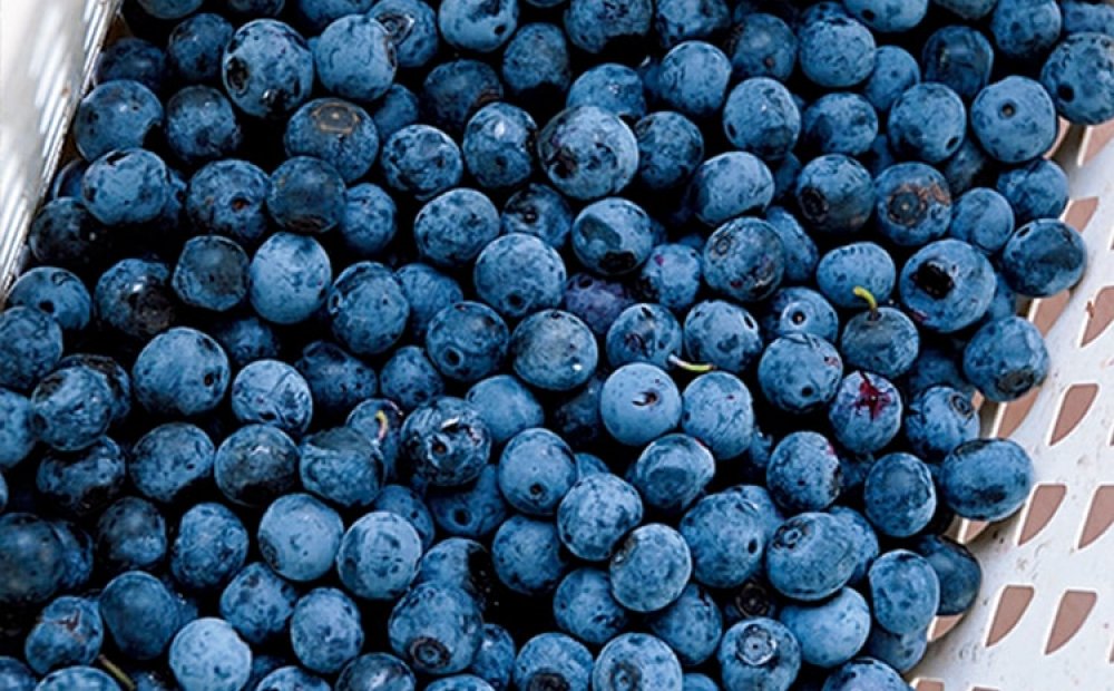 摘みたてのブルーベリーの味は格別