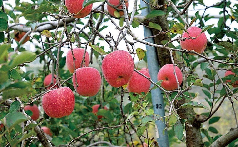 都内でのリンゴのもぎ取りは貴重な体験