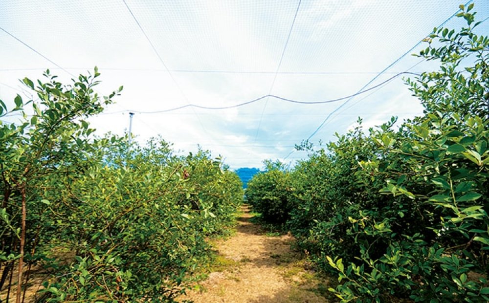 リピーターの多い農園として知られる