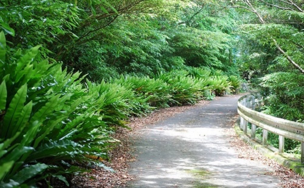道路際に広がっているので森に入らず見学できる