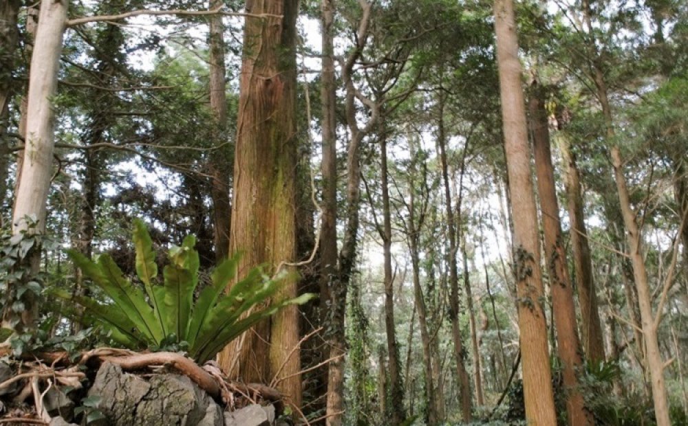 樹木や岩に着生して増えていく