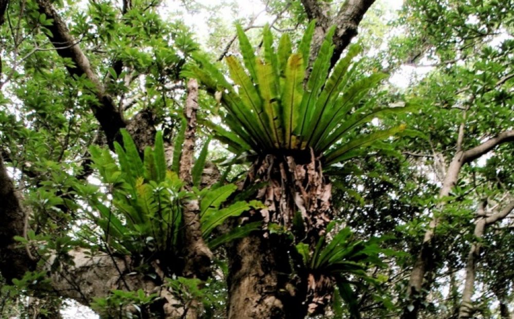 観葉植物としても人気がある
