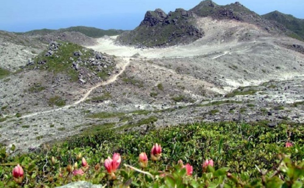 5月中旬はオオシマツツジの群落がみごと