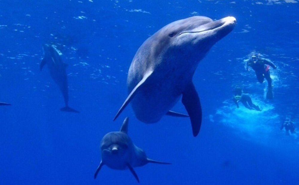 三宅の海に通じたガイドと一緒にドルフィンスイムを
