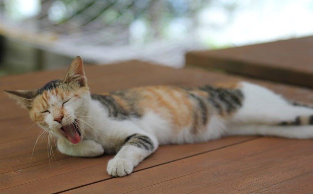 ネコたちがのんびり過ごす癒しの庭