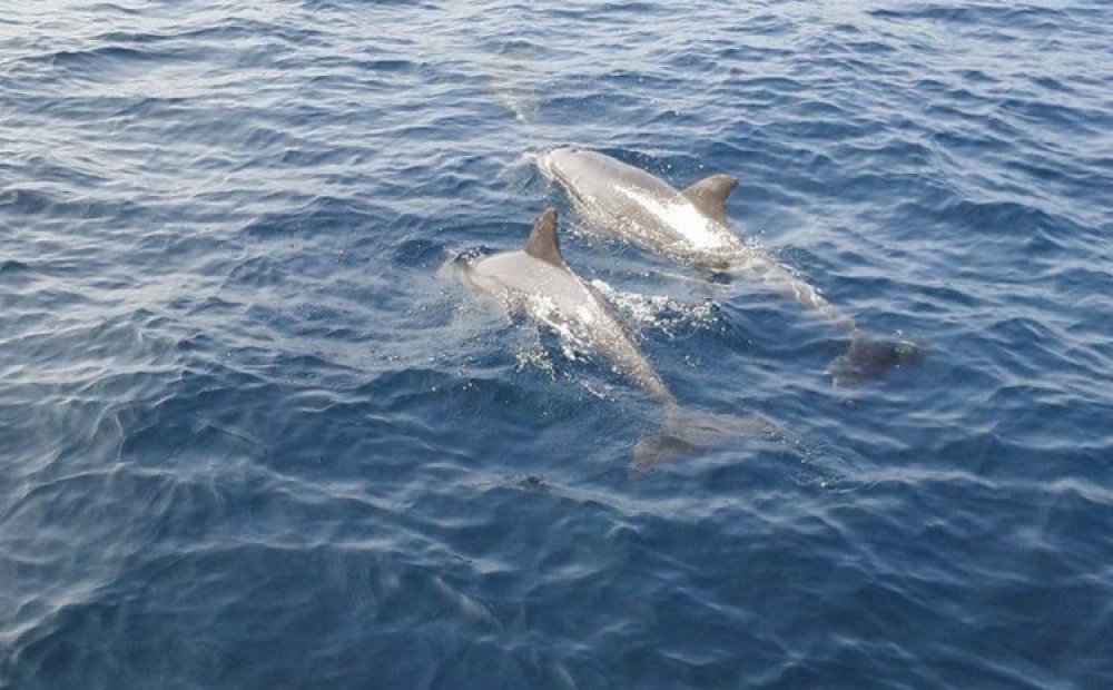 初心者でも楽しめるドルフィンスイム