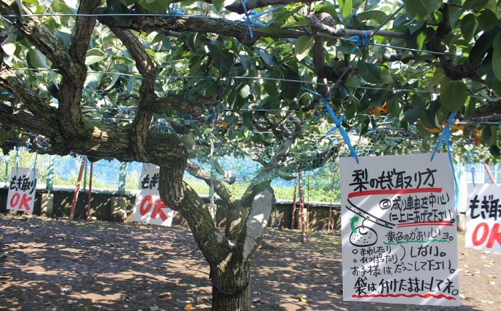 ナシもぎ前に数品種試食可能。好みの品種を選べる