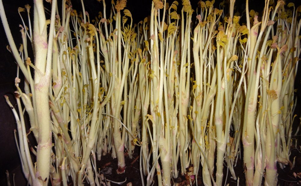 鈴木さんが育てたウドは絶品