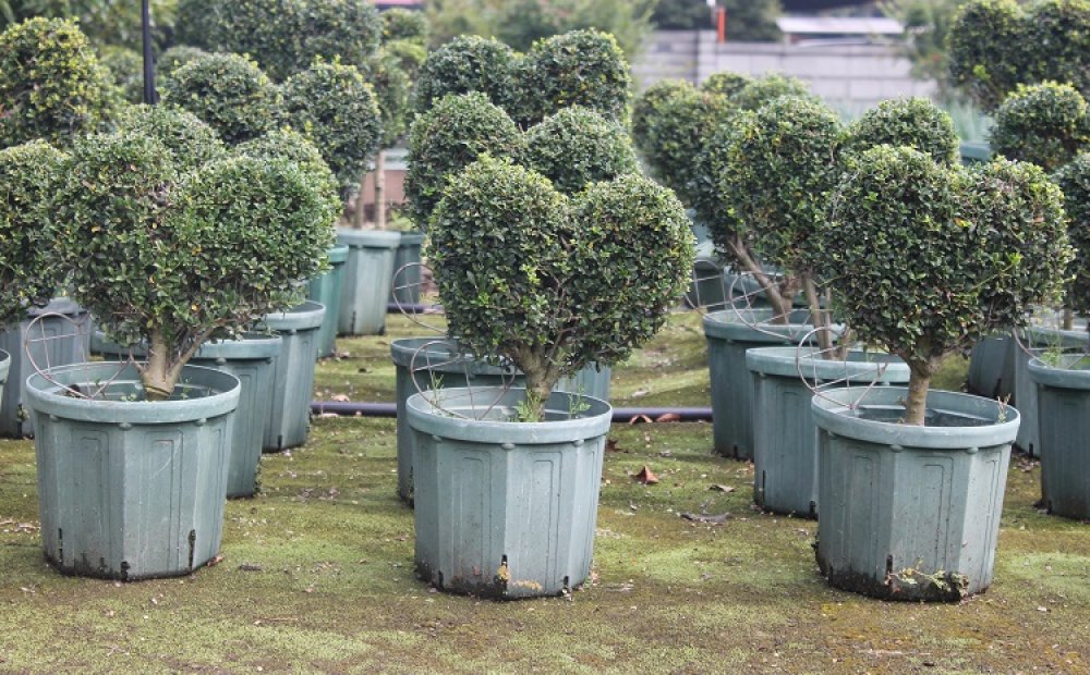 ハート型・動物型・文字など、かわいらしいトピアリーも豊富