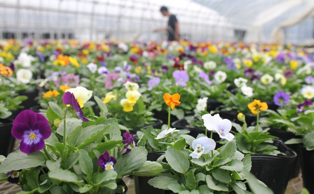 100種に及ぶスミレの仲間を栽培している