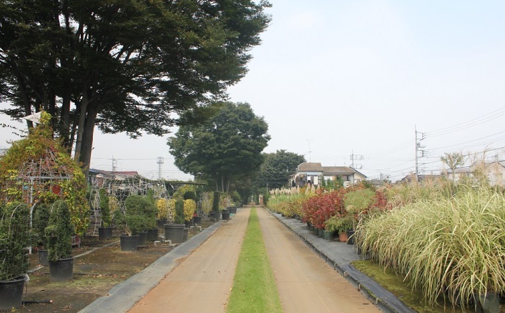 約2000坪に及ぶ広大な園内を散策し、樹木の美しさを堪能