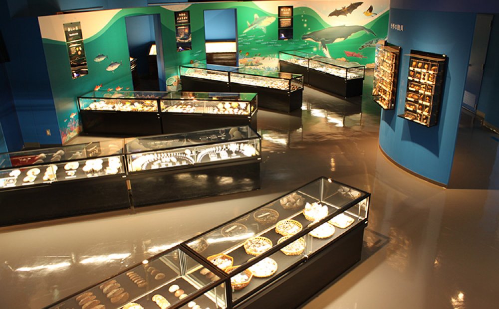 世界の貝と貝類の化石が展示された第1展示室