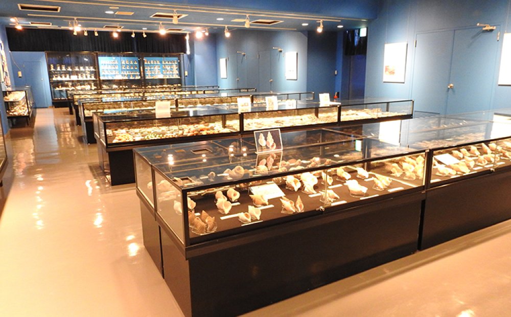 第3展示室では世界の巻貝を展示