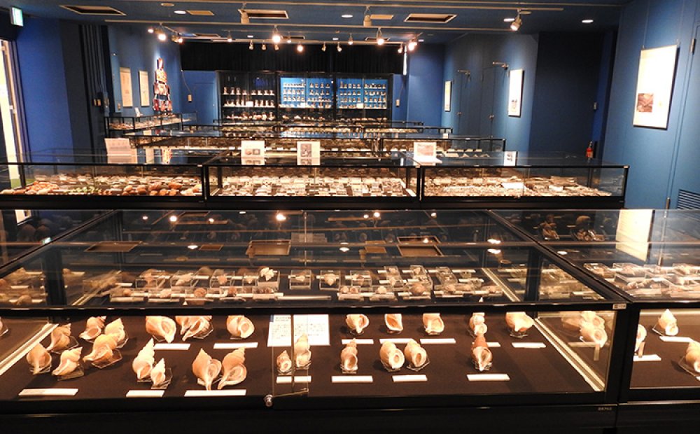 美しい貝の数々に魅了される