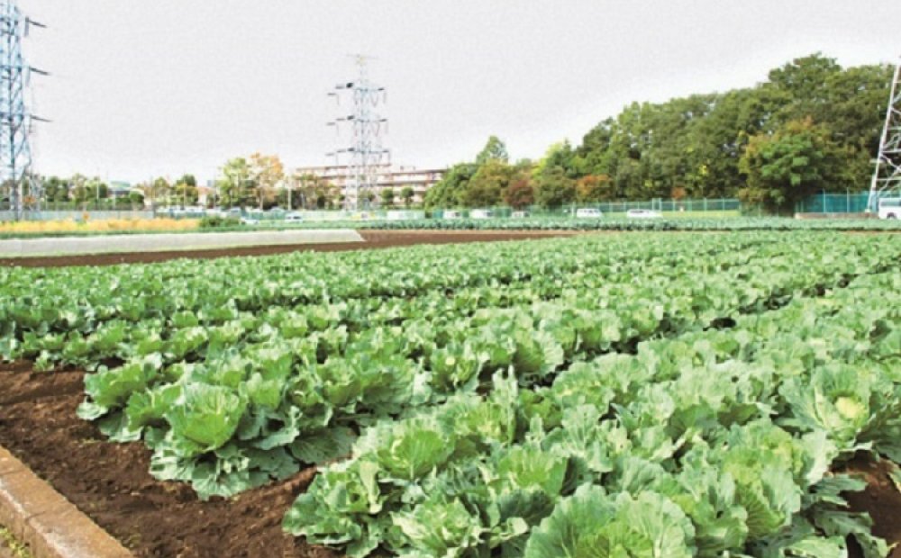 家族で協力し、健やかな作物を育む農園