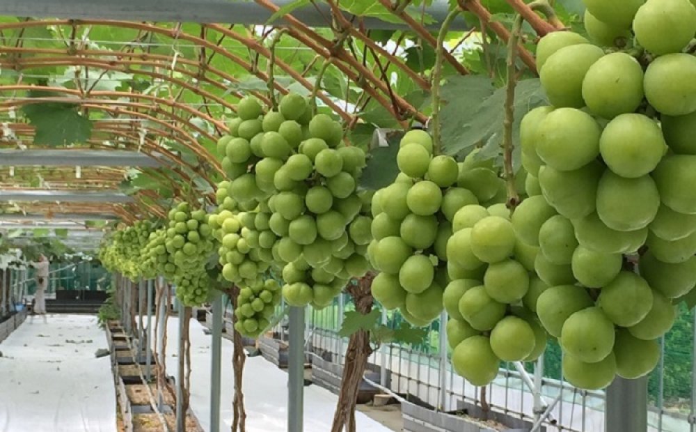 管理された土壌で丸々と育つ大粒の瀬戸ジャイアンツ