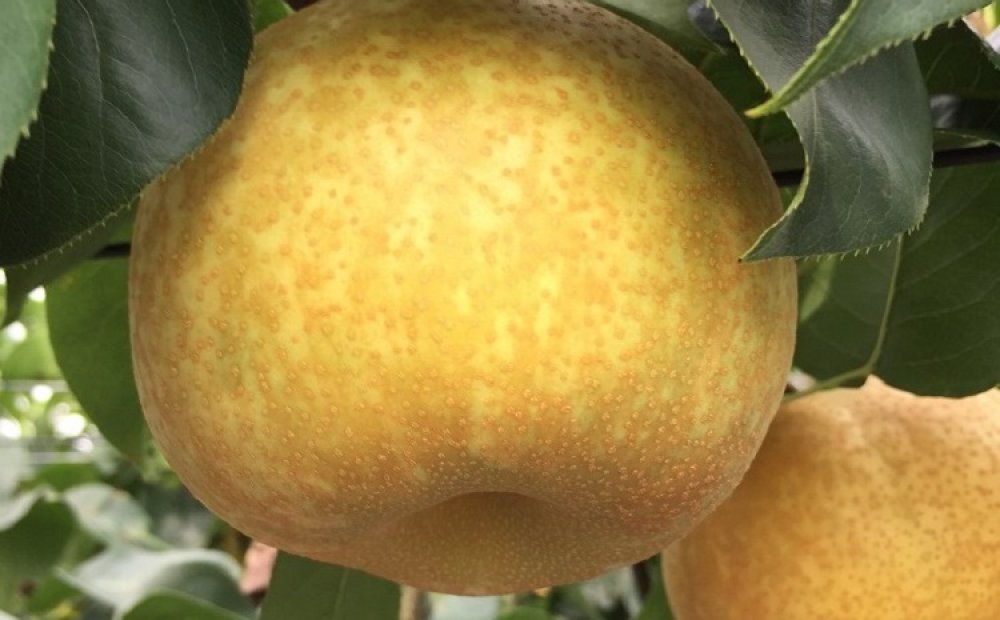 大玉でジューシー。贈答用としても人気の多摩湖梨